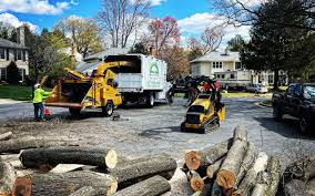 Best Fruit Tree Pruning  in Clay, KY