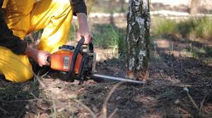 Best Root Management and Removal  in Clay, KY