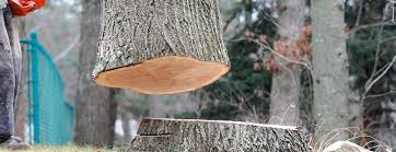 Best Tree Preservation Services  in Clay, KY