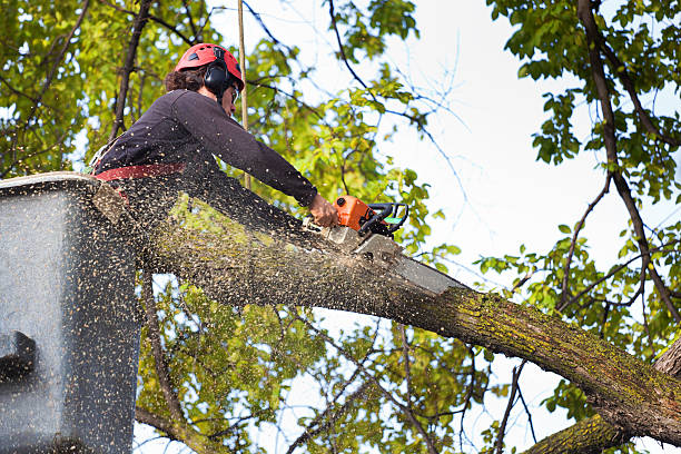  Clay, KY Tree Care Pros