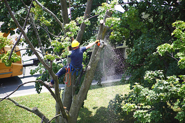 Reliable Clay, KY Tree Care Solutions